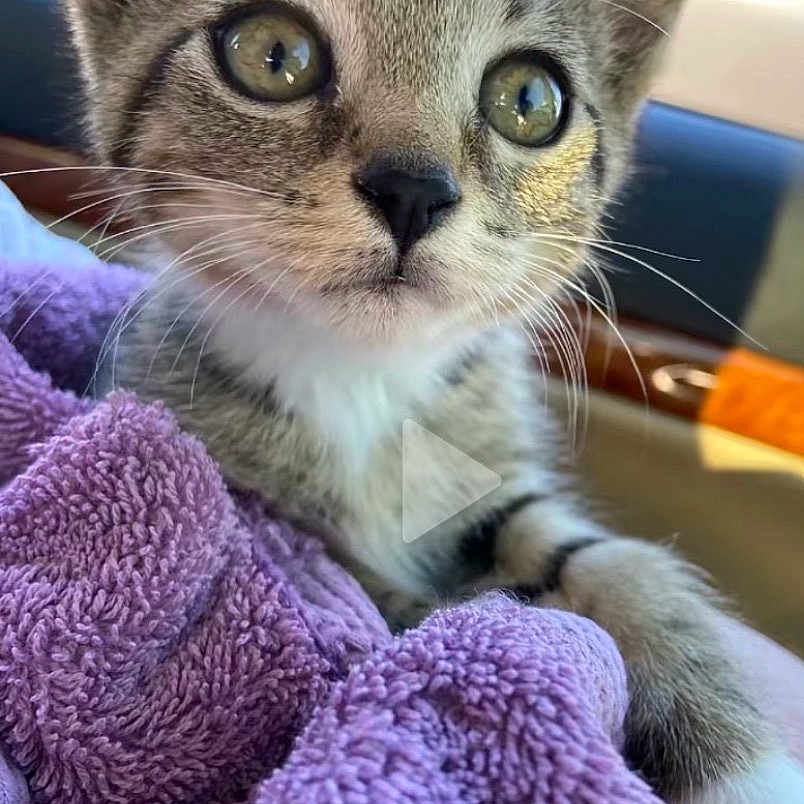 Pixie