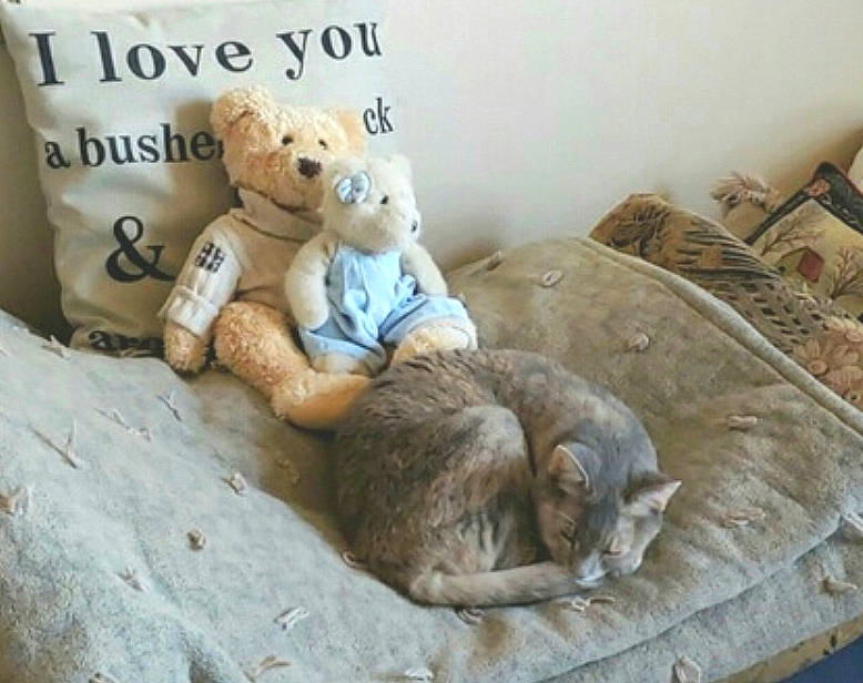 Tessa joined the competition — help win amazing prizes! bedding, carnivore, cat, comfort, domestic_short_haired_cat, fawn, felidae, fur, linens, mammal, plush, room, snout, stuffed_toy, tail, teddy_bear, terrestrial_animal, toy, whiskers, wood