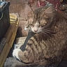 Little Princess is registered to the contest to win money with this photo: cat, tabby_cat, animal, pet, feline, sleepy, indoor, lap, fur, whiskers, clutter, container, bowl, floor, resting, domestic, cozy, brown, striped, relaxed