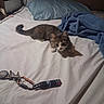 Little Princess joined the competition — help win amazing prizes! kitten, cat, bed, blanket, keychain, lighter, white_sheet, blue_blanket, indoor, pet, curious, small_animal, feline, fur, alert, crouching, domestic, home, animal, cute