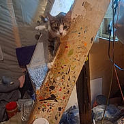 Little Princess joined the competition — help win amazing prizes! cat, curious, wooden_beam, paint_splatter, basement, clutter, workshop, tools, container, plastic_bag, coffee_cup, cord, lamp, window, indoor, animal, pet, peeking, messy, furniture