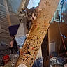 animal, basement, cat, clutter, coffee_cup, container, cord, curious, furniture, indoor, lamp, messy, paint_splatter, peeking, pet, plastic_bag, tools, window, wooden_beam, workshop