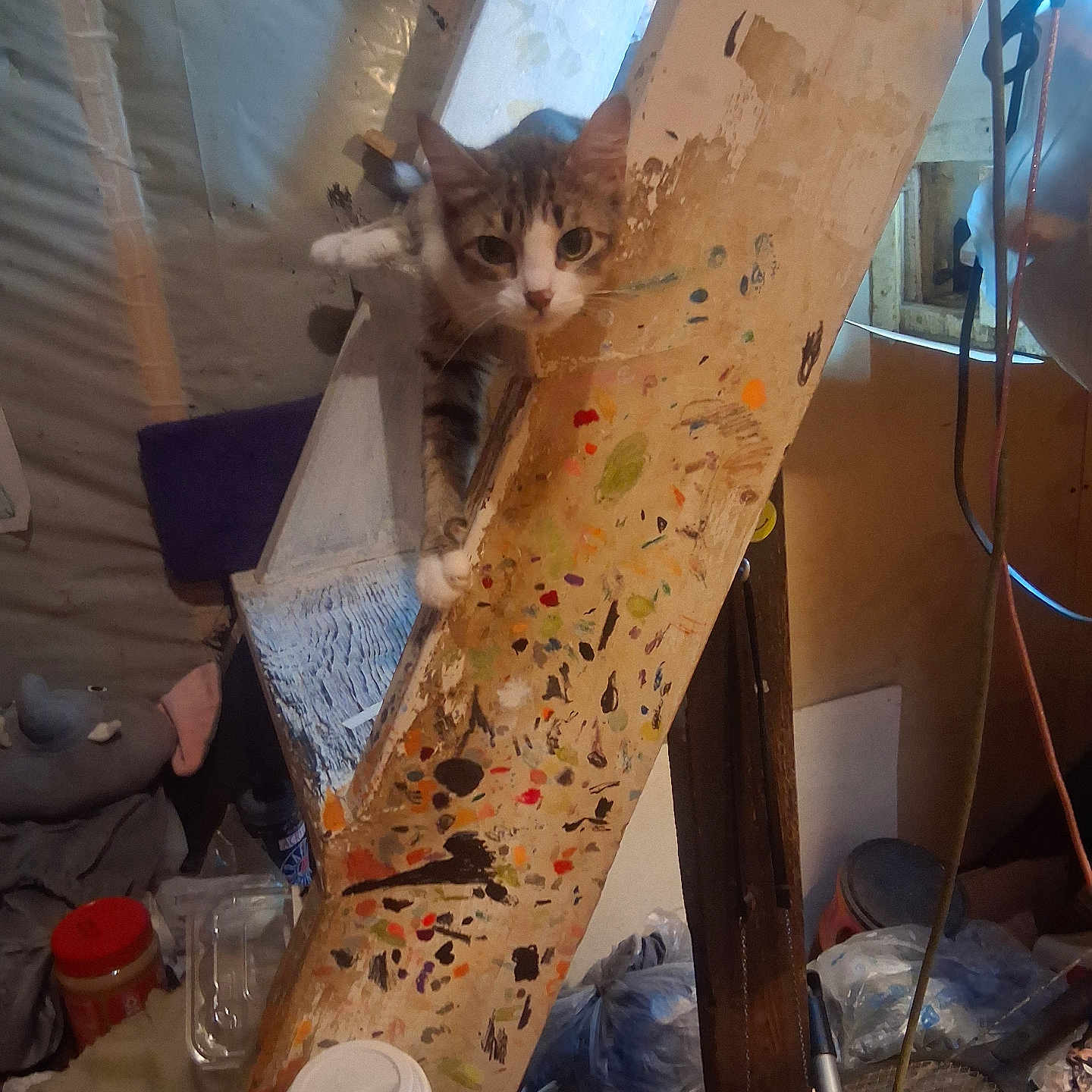 Little Princess joined the competition — help win amazing prizes! cat, curious, wooden_beam, paint_splatter, basement, clutter, workshop, tools, container, plastic_bag, coffee_cup, cord, lamp, window, indoor, animal, pet, peeking, messy, furniture