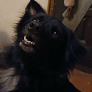 Happyfeet is registered to the contest to win money with this photo: dog, black_dog, teeth, close_up, indoor, pet, animal, furry, face, ears, mouth, nose, expression, blurry, dim_light, canine, fur, portrait, looking_up, companion