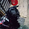 animal, black_dog, blurred, concrete_floor, dim_lighting, dog, fluff, furry, grated_floor, homedepot_logo, leash, leash_clip, metal_rail, outdoor, pet, red_bucket, shoe, sitting, snow, winter