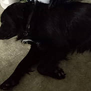 Happyfeet joined the competition — help win amazing prizes! animal, black_dog, calm, canine, collar, companion, dog, domestic_animal, floor, fur, indoor, lying_down, paws, pet, quiet, relaxed, resting, shadow, side_view, sleeping
