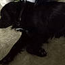 animal, black_dog, calm, canine, collar, companion, dog, domestic_animal, floor, fur, indoor, lying_down, paws, pet, quiet, relaxed, resting, shadow, side_view, sleeping