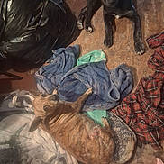 Jake is registered to the contest to win money with this photo: dog, brown_dog, black_dog, towel, blanket, plaid_shirt, floor, wooden_floor, trash_bag, clutter, indoor, pet, animal, lying_down, sitting, looking_up, domestic, fur, resting, casual