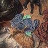 dog, brown_dog, black_dog, towel, blanket, plaid_shirt, floor, wooden_floor, trash_bag, clutter, indoor, pet, animal, lying_down, sitting, looking_up, domestic, fur, resting, casual