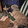 animal, canine, chair, clutter, dog, fabric, furniture, household, indoor, messy, pet, relaxed, resting, room, scruffy, seat, side_view, striped, table, wooden_floor