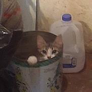 Little Princess is registered to the contest to win money with this photo: cat, bucket, indoor, gallon_jug, curious, peeking, animal, container, wall, floor, dim_lighting, grainy, blurry, household, pet, feline, looking, ears, face, shadow