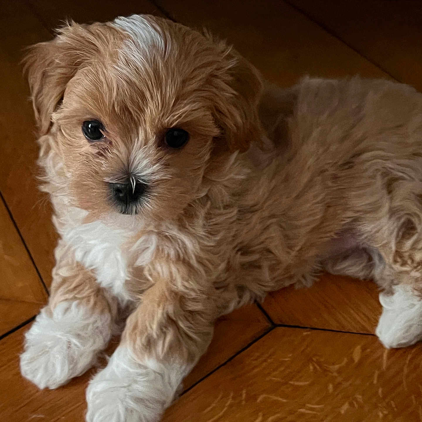Gloria participe au concours pour gagner de l'argent avec cette photo : adorable, animal, brown, cute, dog, ears, eyes, floor, fluffy, fur, indoor, laying_down, nose, paw, pet, puppy, small, white, wooden_floor, young