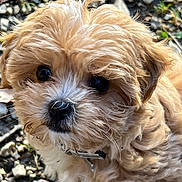 Gloria participe au concours pour gagner de l'argent avec cette photo : puppy, dog, close_up, fluffy, cute, outdoor, gravel, fur, pet, animal, young, collar, curious, portrait, small, adorable, brown, white, nature, face