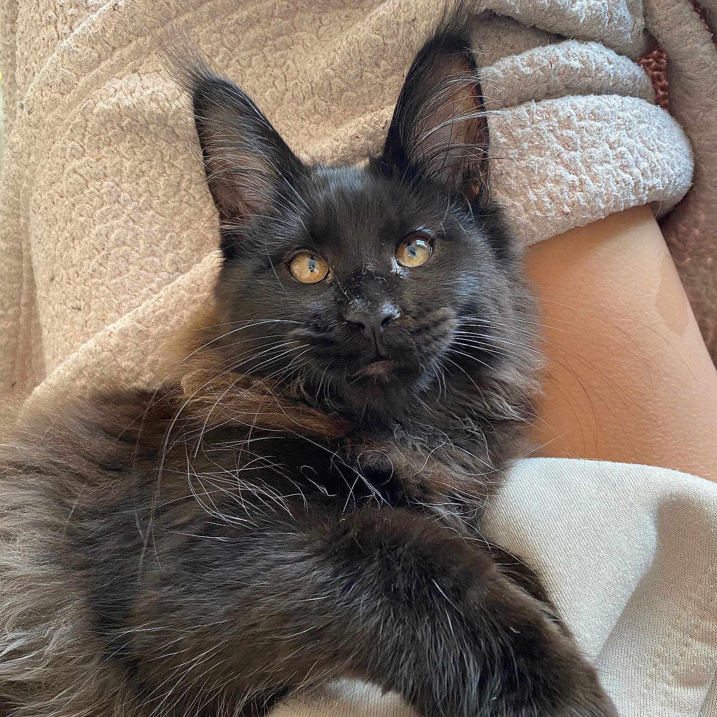 Ulysse participe au concours pour gagner de l'argent avec cette photo : abyssinian, animal, blackcat, blanket, cat, chair, couch, face, furniture, head, homedecor, kitten, laundry, linen, manx, person, pet, quilt, sleeping, towel