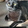 cat, black_cat, pet, animal, feline, portrait, close_up, indoors, sunlight, glowing_eyes, whiskers, ears, fur, sitting, lying_down, crossed_paws, couch, furniture, shadow, relaxed