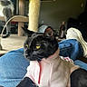cat, black_cat, pet, animal, sweater, pink_clothing, blue_jeans, lap, indoor, living_room, cat_tree, second_cat, sitting, close_up, portrait, yellow_eyes, whiskers, fur, cozy, fashionable