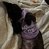 kitten, cat, black_cat, pet, animal, lying_down, sleeping, blanket, purple_shirt, clothing, indoor, cozy, cute, whiskers, ears, paws, belly, portrait, soft_fabric, home