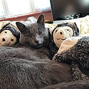 Koba a rejoint le concours — aidez-le/la à gagner de superbes lots ! animal, bear, bed, bedroom, blanket, cat, computerhardware, couch, electronics, furniture, hardware, homedecor, indoors, kitten, monitor, pet, room, screen, toy, tv