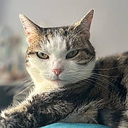 Sky joined the competition — help win amazing prizes! cat, tabby, pet, animal, feline, close_up, indoor, relaxed, fur, whiskers, face, ears, eyes, resting, cute, domestic_animal, mammal, portrait, soft_light, blurred_background