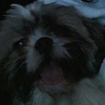 Cookie is registered to the contest to win money with this photo: