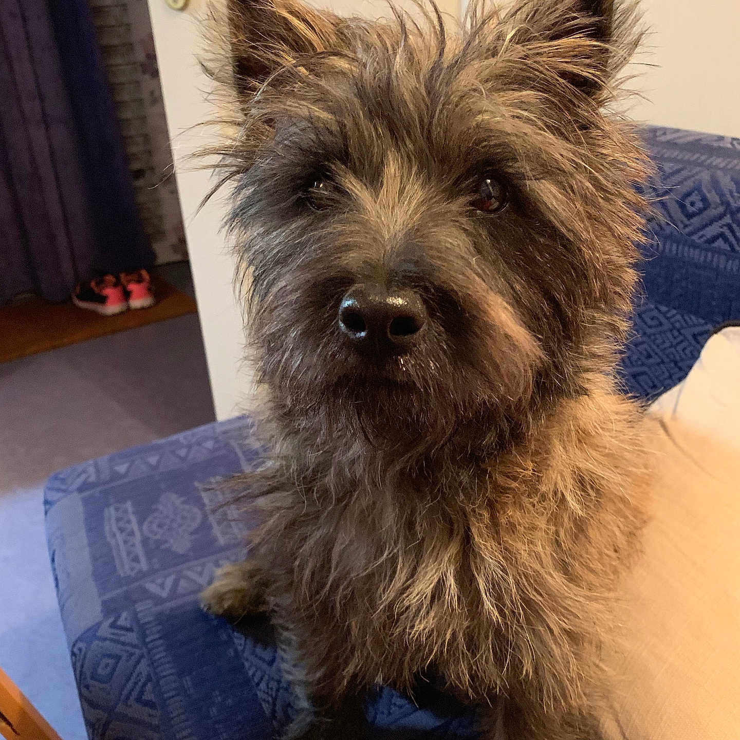 Okley a rejoint le concours — aidez-le/la à gagner de superbes lots ! animal, blue_couch, canine, close_up, companion, couch, cute, dog, domestic, ears, expression, fur, furniture, home, indoor, looking, nose, pet, scruffy_dog, sitting