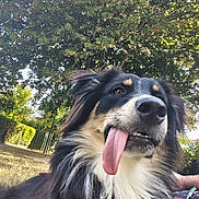 Kerry participe au concours pour gagner de l'argent avec cette photo : animal, canine, close_up, collar, dog, fur, grass, happy, leash, nature, outdoor, pet, playful, portrait, smile, summer, sunlight, tongue, tongue_out, tree