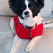 Baxter joined the competition — help win amazing prizes! dog, papillon, pet, red_sweater, couch, indoor, animal, fur, ears, white, black, collar, sitting, cute, companion, cozy, relaxed, portrait, home, looking