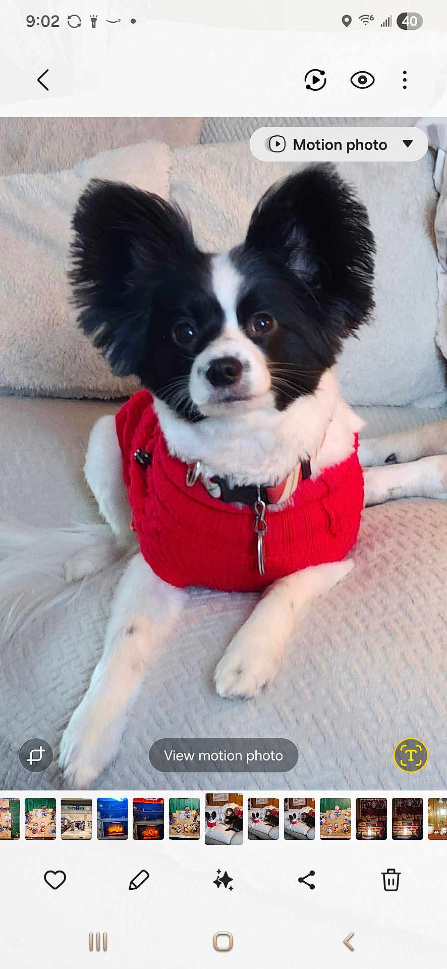 Baxter joined the competition — help win amazing prizes! dog, papillon, pet, red_sweater, couch, indoor, animal, fur, ears, white, black, collar, sitting, cute, companion, cozy, relaxed, portrait, home, looking