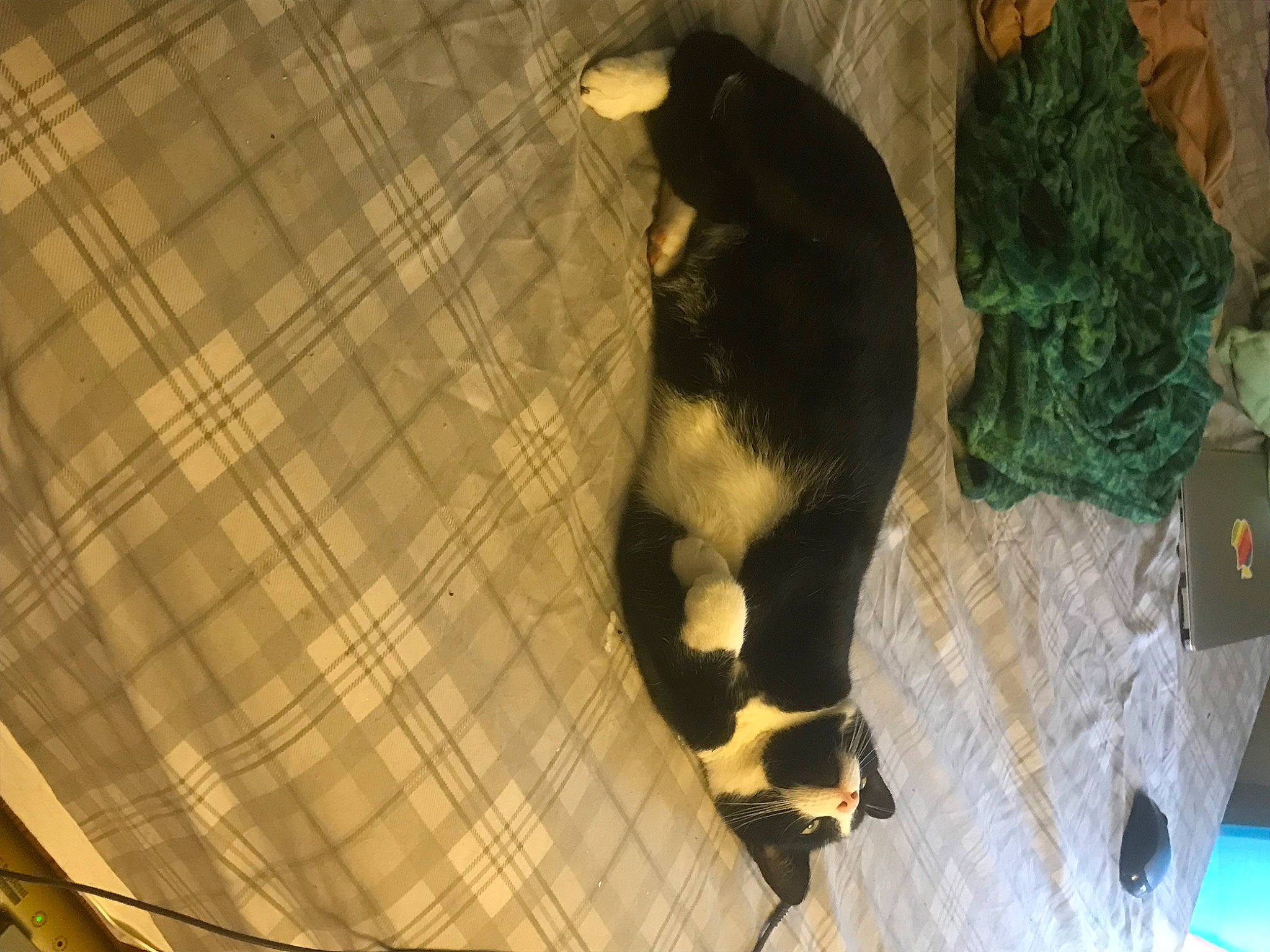 Winslow joined the competition — help win amazing prizes! animal_shelter, black_cat, cage, carnivore, cat, cat_supply, comfort, dog_breed, domestic_short_haired_cat, felidae, flooring, fur, guard_dog, pet_supply, small_to_medium_sized_cats, tail, terrestrial_animal, tints_and_shades, whiskers, wood