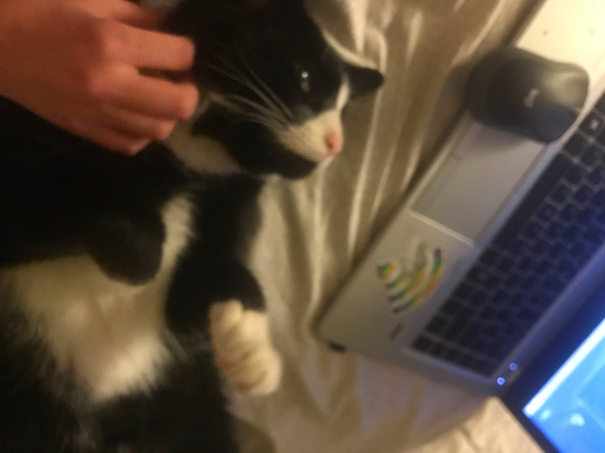 Winslow joined the competition — help win amazing prizes! carnivore, cat, comfort, computer, computer_hardware, domestic_short_haired_cat, felidae, gesture, input_device, laptop, nail, netbook, office_equipment, output_device, peripheral, personal_computer, small_to_medium_sized_cats, snout, tail, whiskers