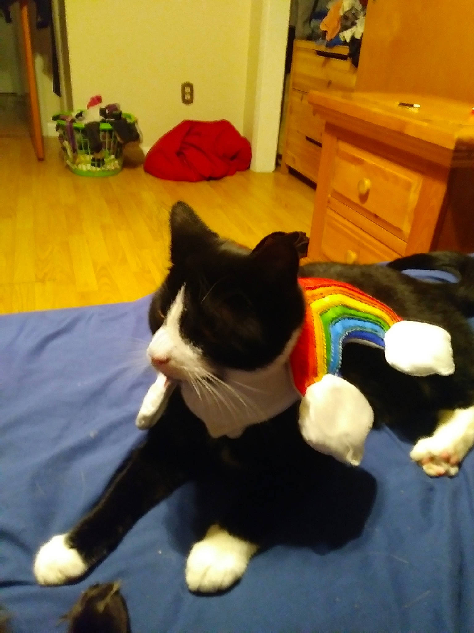 Winslow joined the competition — help win amazing prizes! cabinetry, carnivore, cat, chest, chest_of_drawers, comfort, companion_dog, dog_breed, drawer, dresser, felidae, floor, flooring, hardwood, lap, room, small_to_medium_sized_cats, tail, whiskers, wood