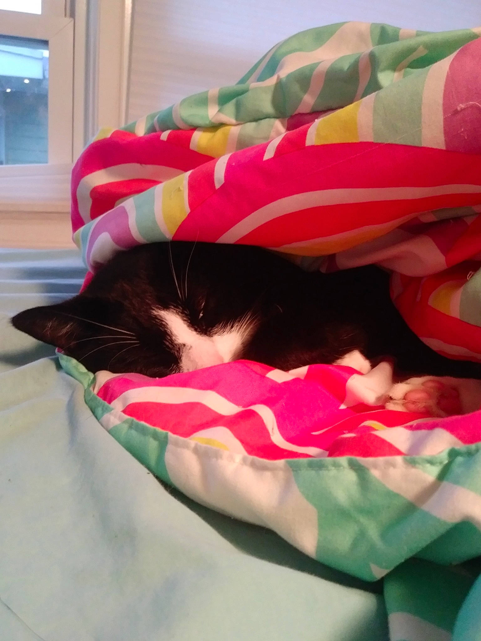 Winslow joined the competition — help win amazing prizes! bed, bed_sheet, bedding, carmine, carnivore, cat, comfort, felidae, fur, human_leg, inflatable, linens, magenta, nap, pillow, pink, small_to_medium_sized_cats, tail, textile, whiskers