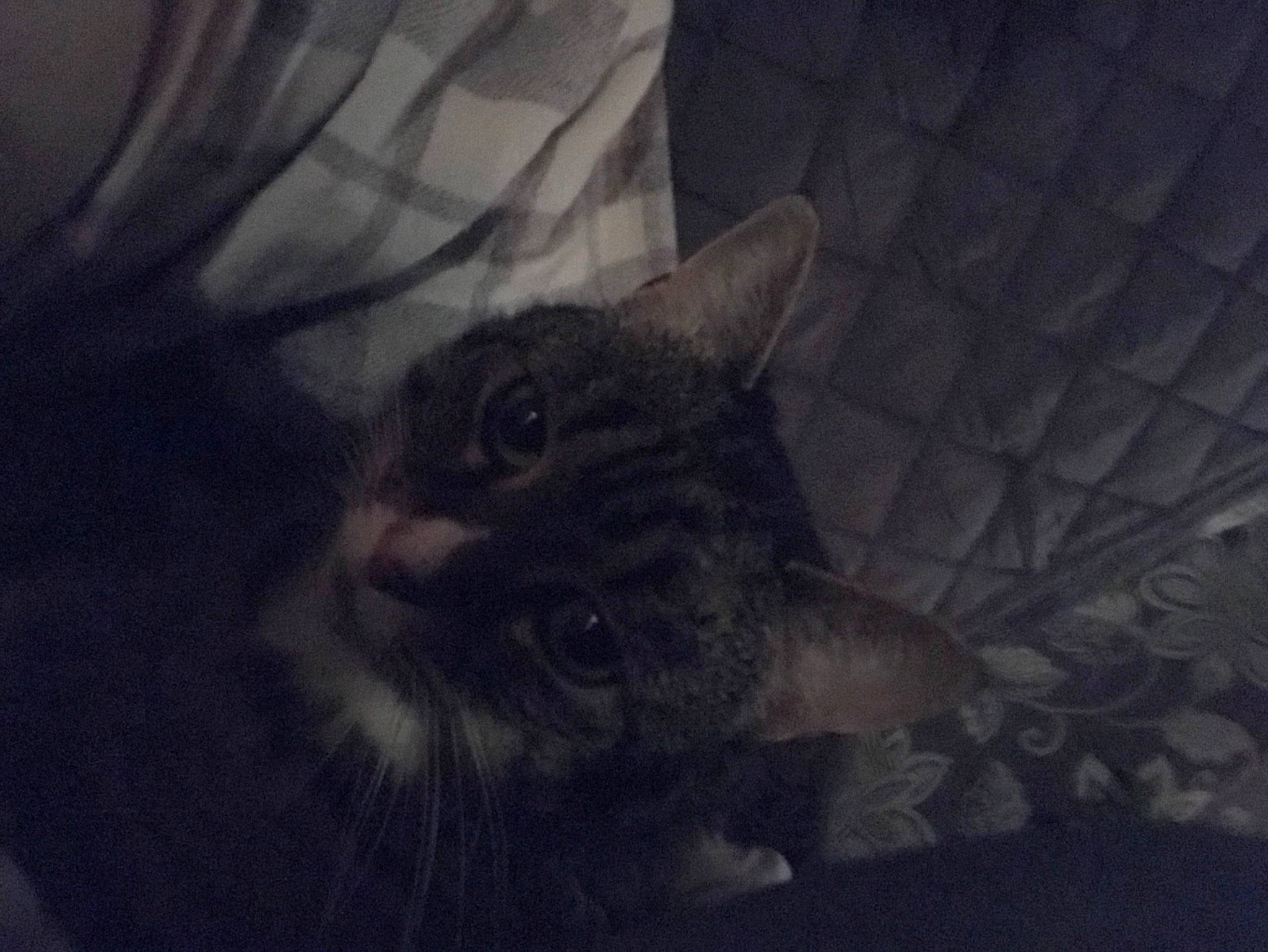 Ash joined the competition — help win amazing prizes! carnivore, cat, cloud, darkness, domestic_short_haired_cat, ear, felidae, fur, grey, meteorological_phenomenon, monochrome_photography, sky, small_to_medium_sized_cats, snout, tail, terrestrial_animal, tree, whiskers, wildlife, window