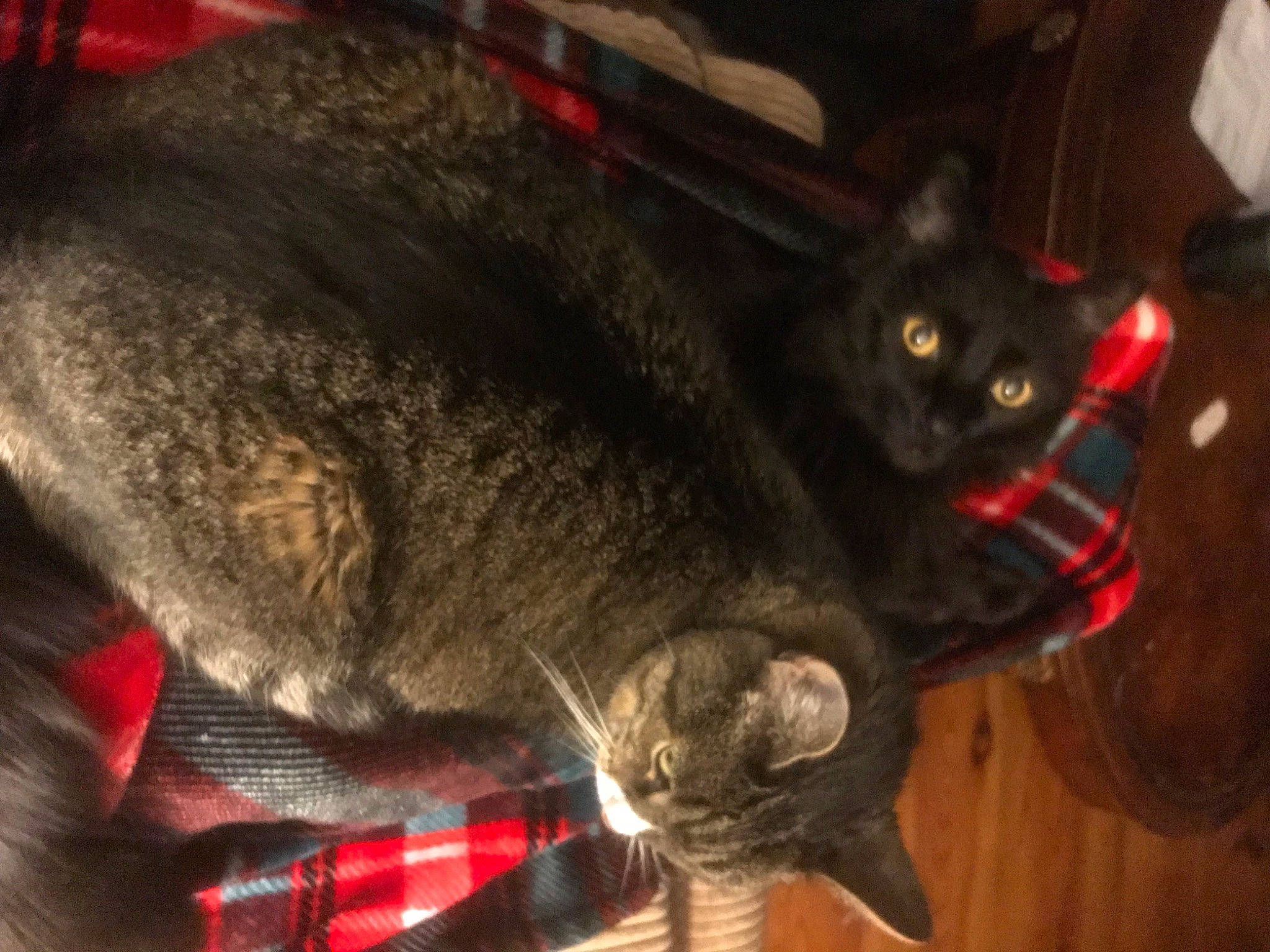 Misty is registered to the contest to win money with this photo: carnivore, cat, claw, domestic_short_haired_cat, felidae, fur, paw, small_to_medium_sized_cats, snout, tail, whiskers, wood