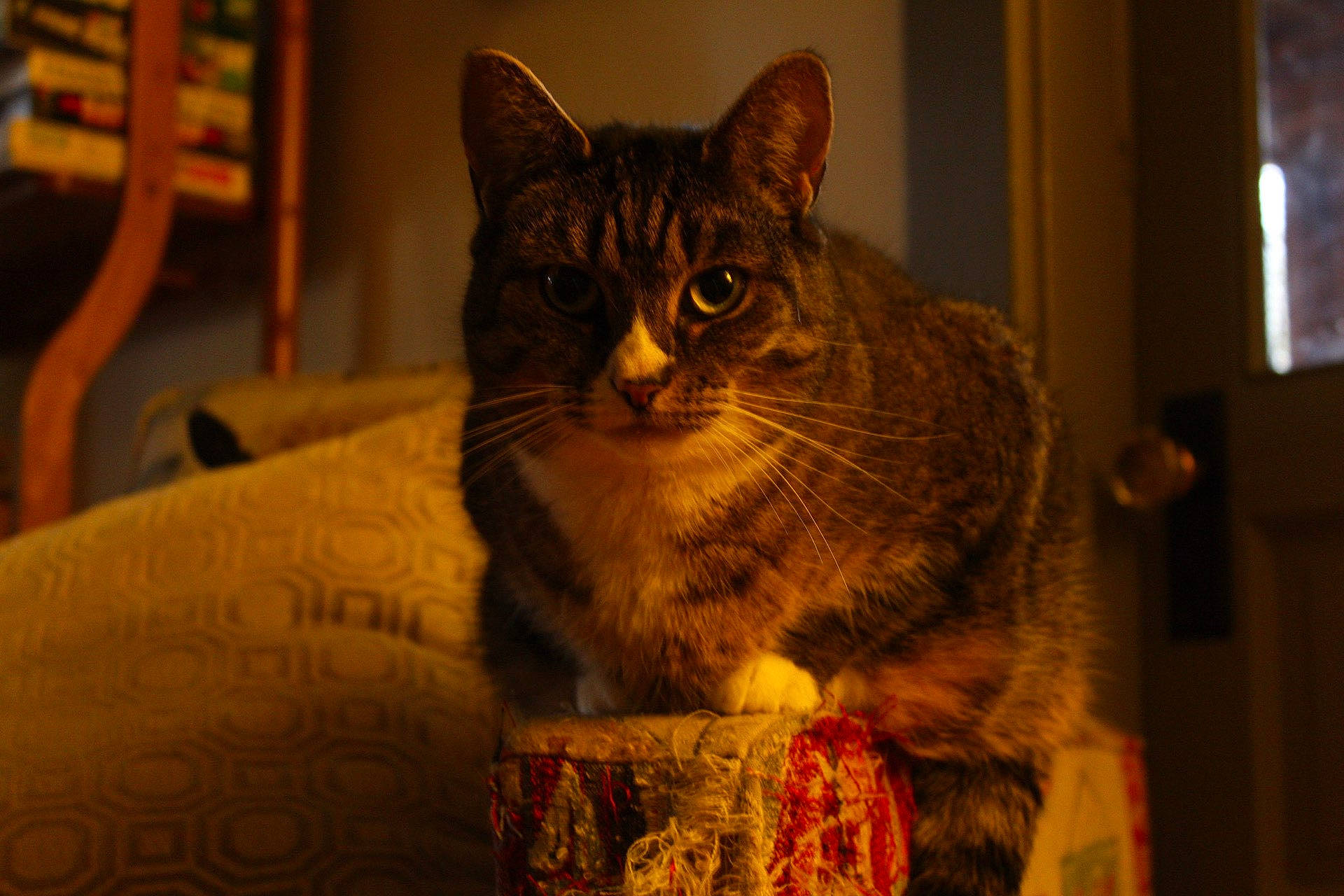 Misty joined the competition — help win amazing prizes! carnivore, cat, comfort, domestic_short_haired_cat, event, felidae, fur, night, room, sitting, small_to_medium_sized_cats, snout, tail, terrestrial_animal, tree, whiskers, wildlife, wood