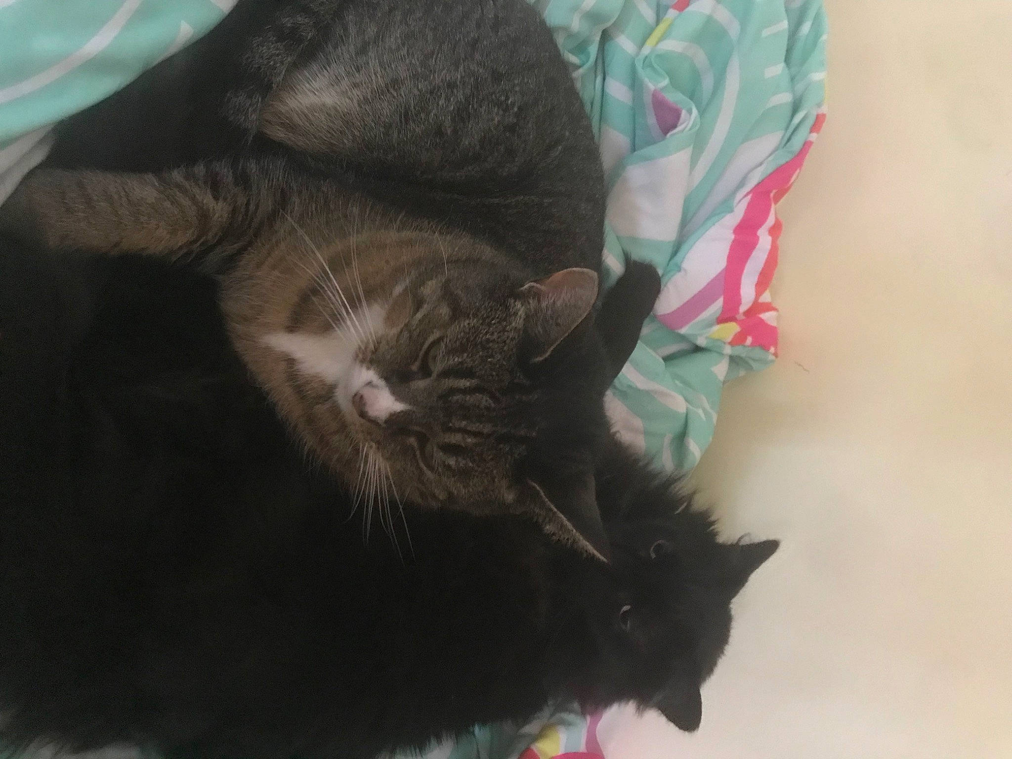 Misty joined the competition — help win amazing prizes! black_cat, bombay, carnivore, cat, claw, comfort, domestic_short_haired_cat, ear, felidae, fur, grass, hat, mammal, paw, small_to_medium_sized_cats, snout, tail, terrestrial_animal, vertebrate, whiskers