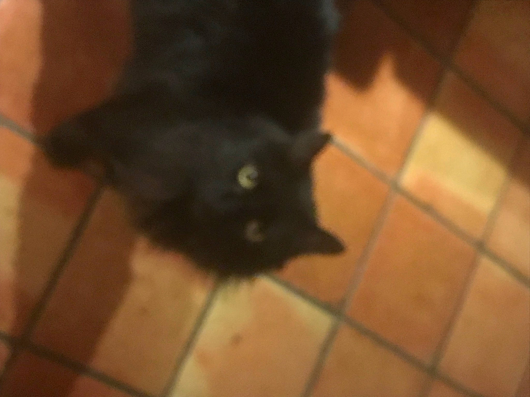 Shadow joined the competition — help win amazing prizes! black_cat, carnivore, cat, dog_breed, domestic_short_haired_cat, felidae, floor, flooring, fur, hardwood, room, shadow, small_to_medium_sized_cats, tail, terrestrial_animal, tile_flooring, whiskers, wood