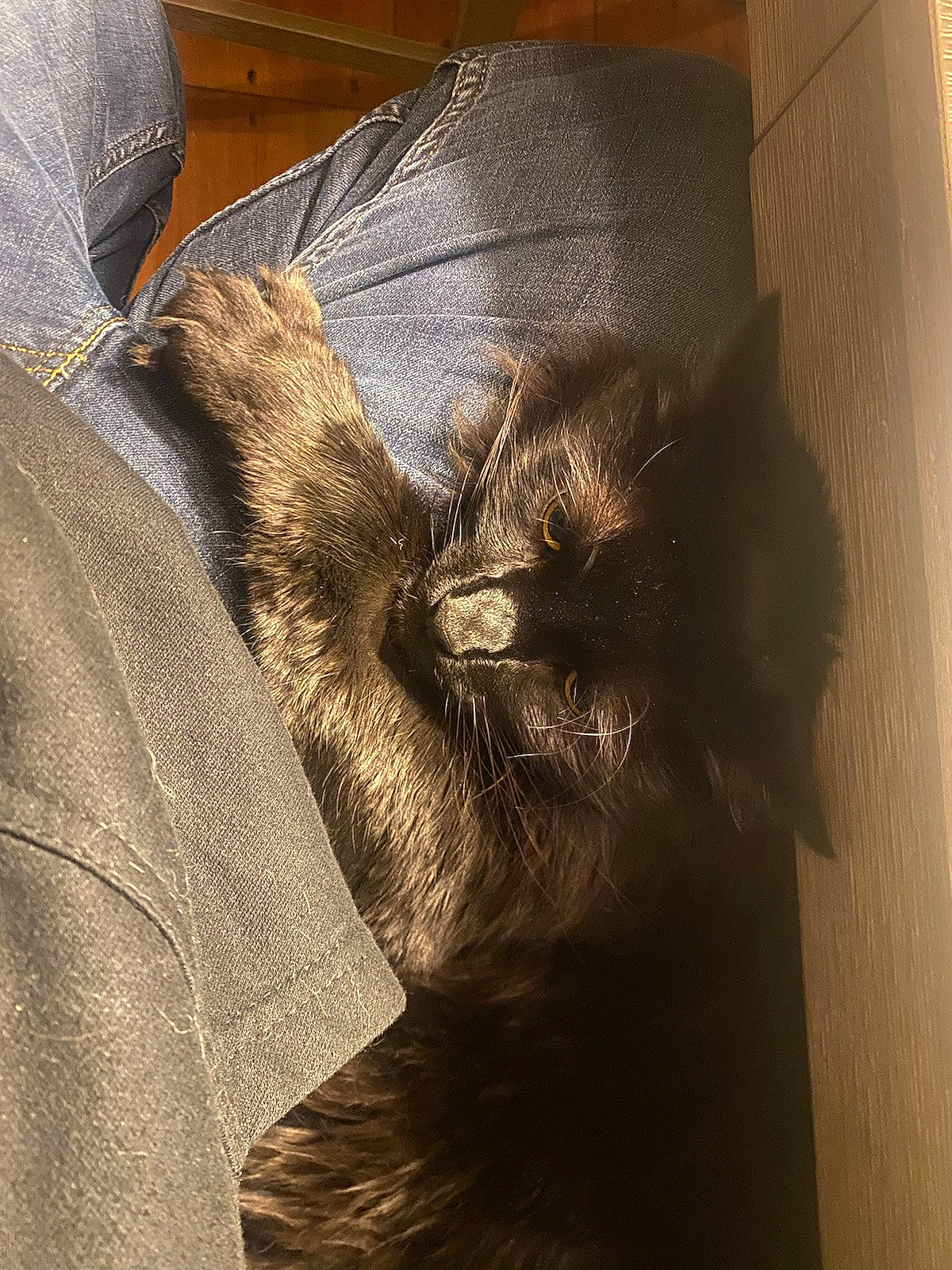 Shadow joined the competition — help win amazing prizes! canidae, carnivore, cat, claw, comfort, domestic_short_haired_cat, fawn, felidae, fur, human_leg, liver, pattern, shadow, small_to_medium_sized_cats, sporting_group, tail, terrestrial_animal, tints_and_shades, whiskers, wood