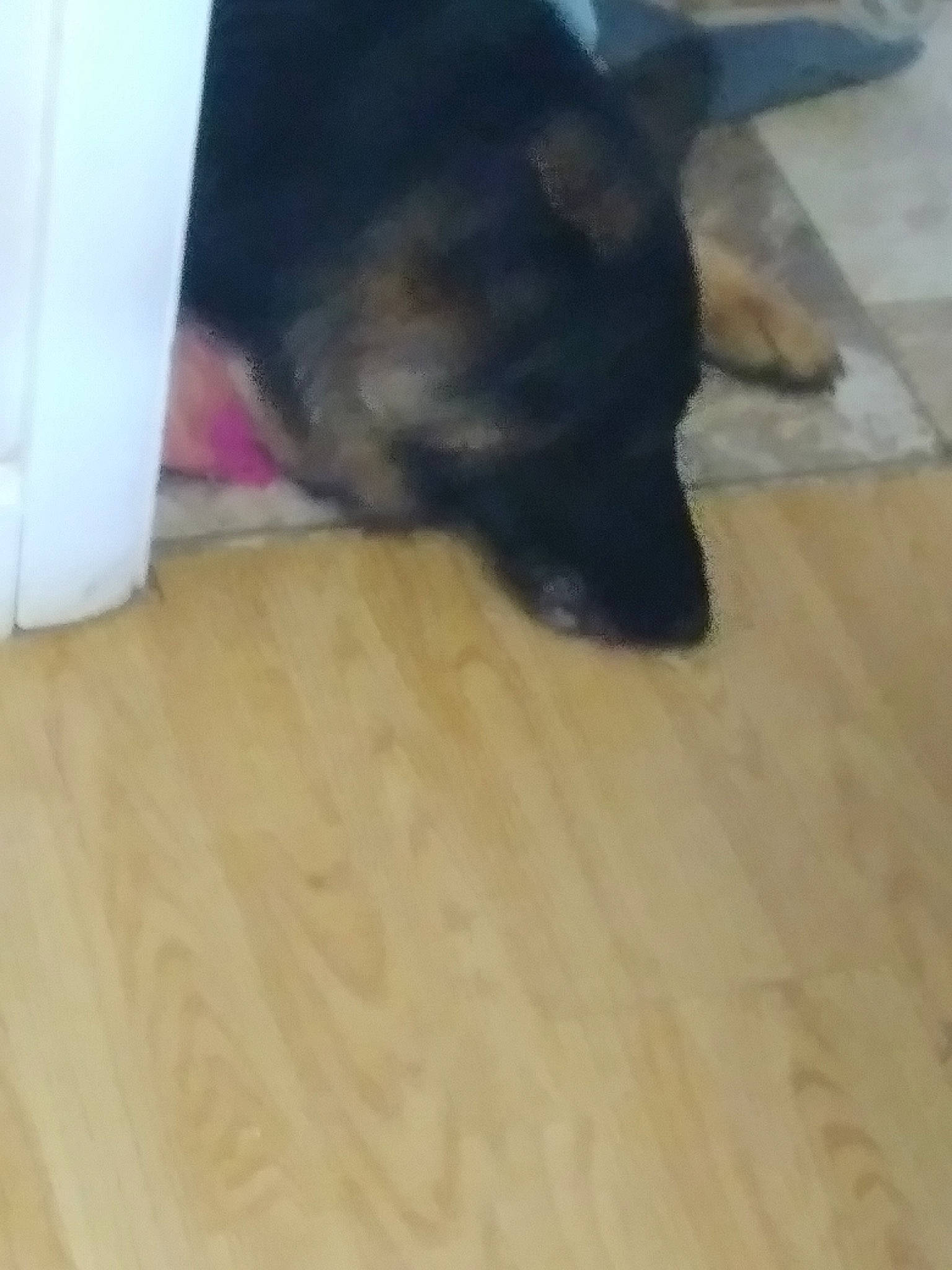 Denali joined the competition — help win amazing prizes! carnivore, companion_dog, dog, dog_breed, flooring, fur, german_shepherd_dog, guard_dog, hardwood, laminate_flooring, paw, plank, plywood, tail, toy_dog, varnish, whiskers, wood, wood_flooring, wood_stain