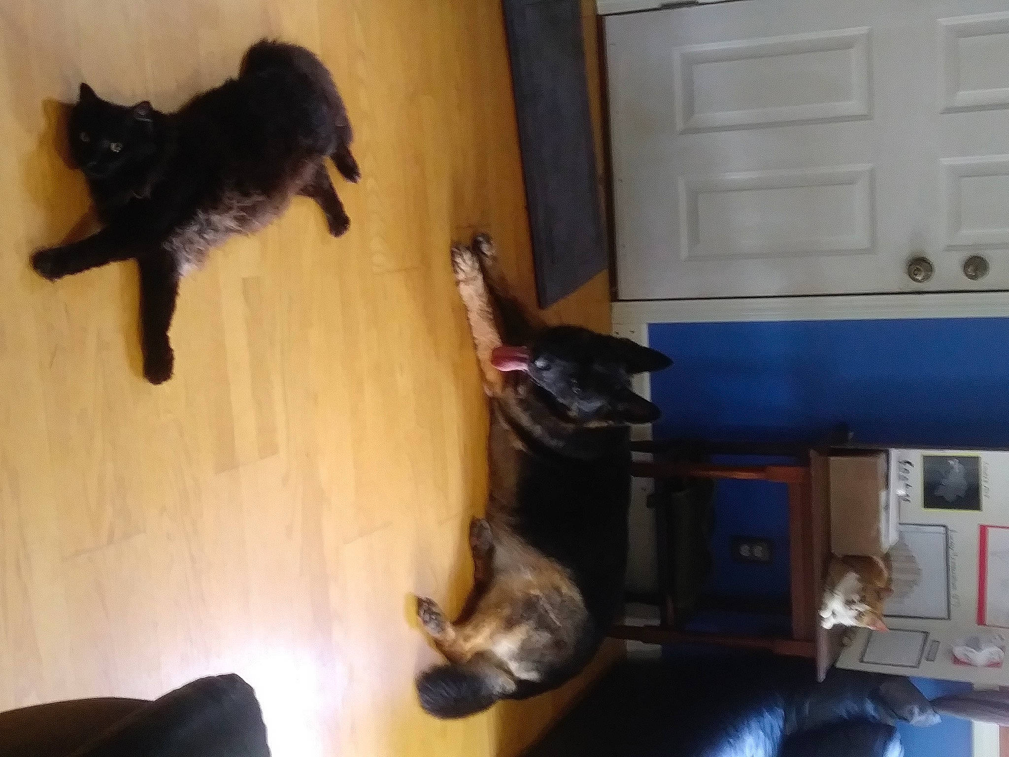 Denali joined the competition — help win amazing prizes! black_cat, bombay, cabinetry, canidae, carnivore, cat, comfort, dog_breed, domestic_short_haired_cat, felidae, flooring, fur, hardwood, machine, room, small_to_medium_sized_cats, sporting_group, tail, whiskers, wood