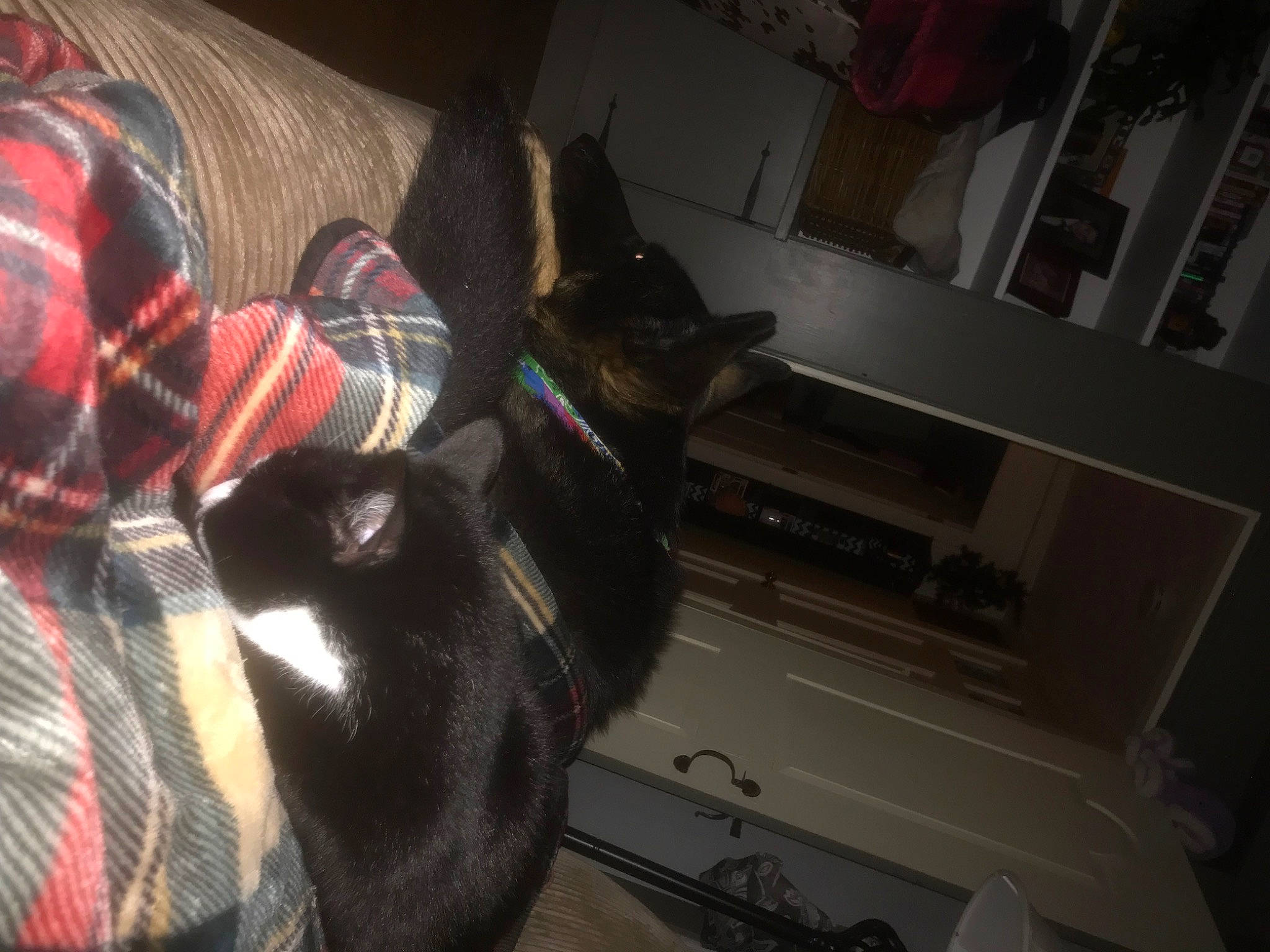 Denali joined the competition — help win amazing prizes! canidae, carmine, carnivore, comfort, companion_dog, dog, dog_breed, felidae, flooring, fur, hardwood, human_leg, plaid, room, small_to_medium_sized_cats, sporting_group, tail, tartan, whiskers, wood