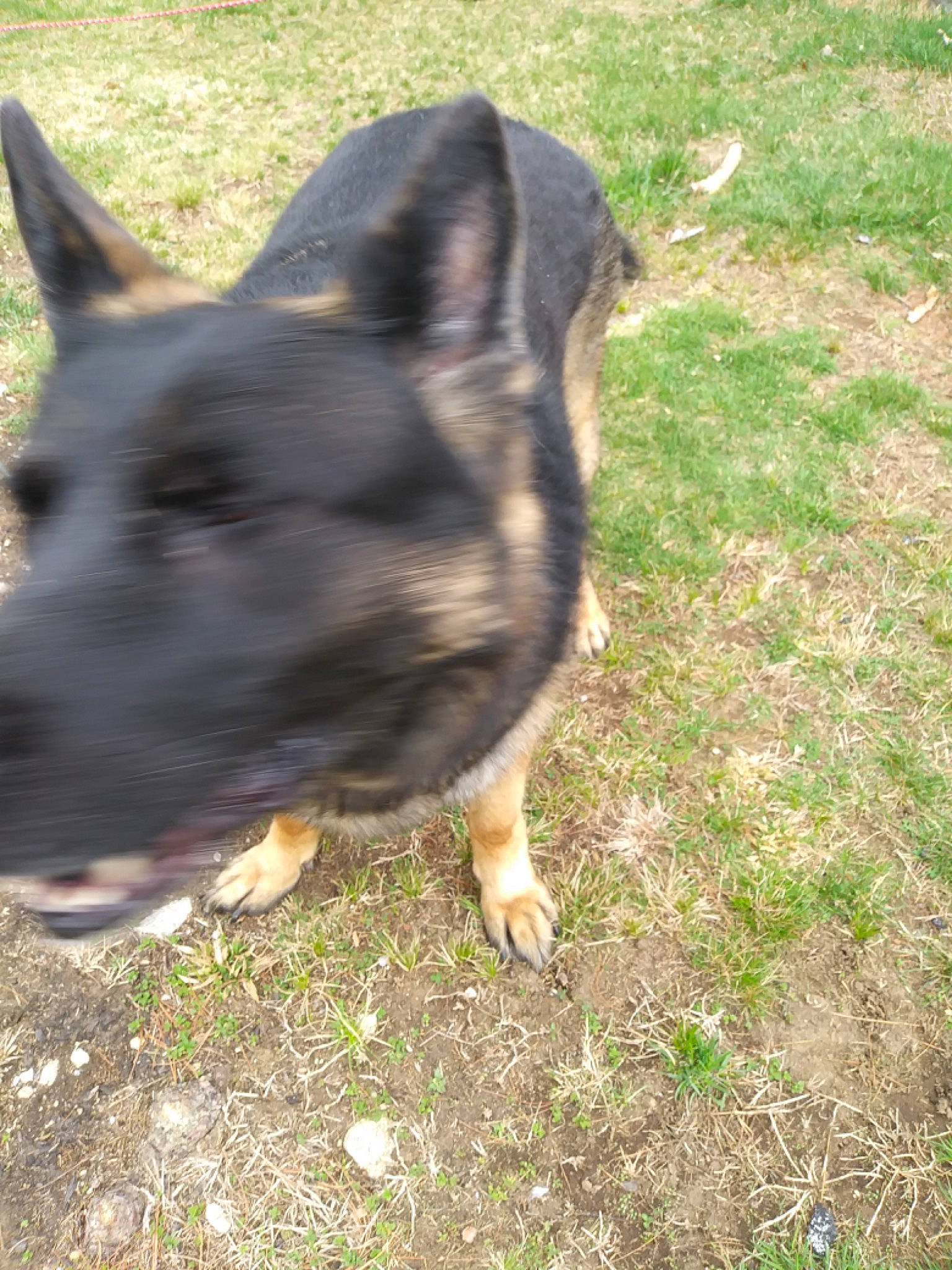 Denali joined the competition — help win amazing prizes! canidae, carnivore, companion_dog, dog, dog_breed, grass, herding_dog, snout, soil, sporting_group, tail, terrestrial_animal, working_animal, working_dog