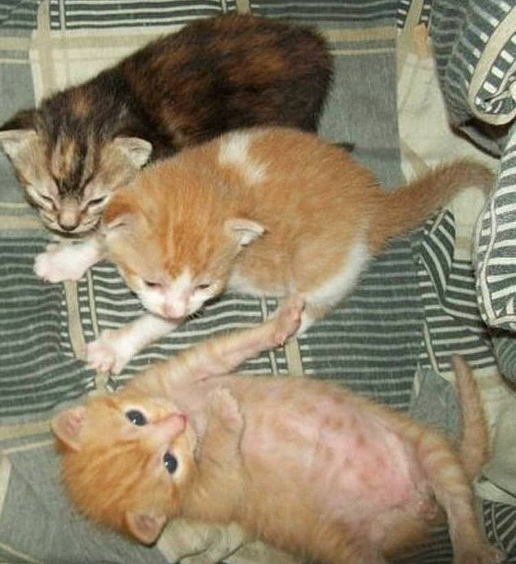 Hermione is registered to the contest to win money with this photo: canidae, carnivore, cat, claw, comfort, companion_dog, domestic_short_haired_cat, fawn, felidae, fur, mammal, mouse, paw, pet_supply, rodent, small_to_medium_sized_cats, snout, tail, terrestrial_animal, whiskers