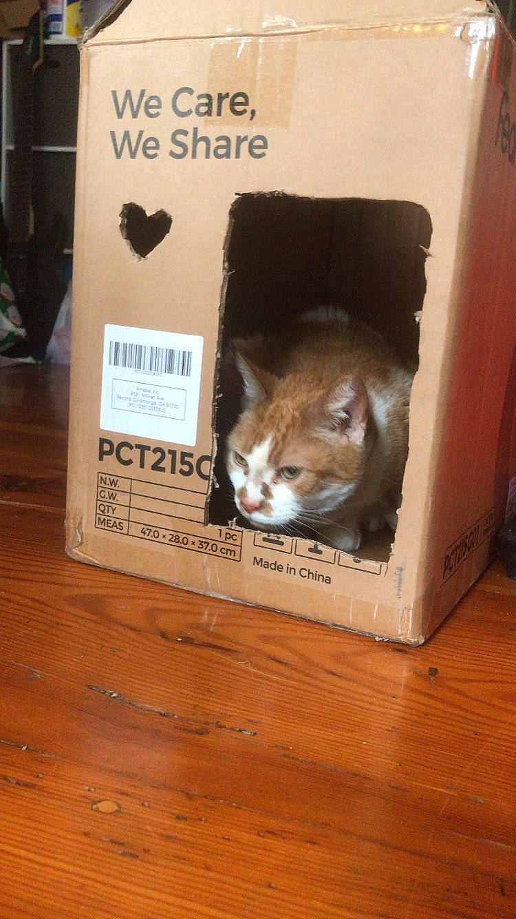 Hermione joined the competition — help win amazing prizes! box, brown, carnivore, cat, cat_supply, domestic_short_haired_cat, fawn, felidae, flooring, font, fur, hardwood, packing_materials, pet_supply, photo_caption, small_to_medium_sized_cats, tail, whiskers, wood, wood_stain