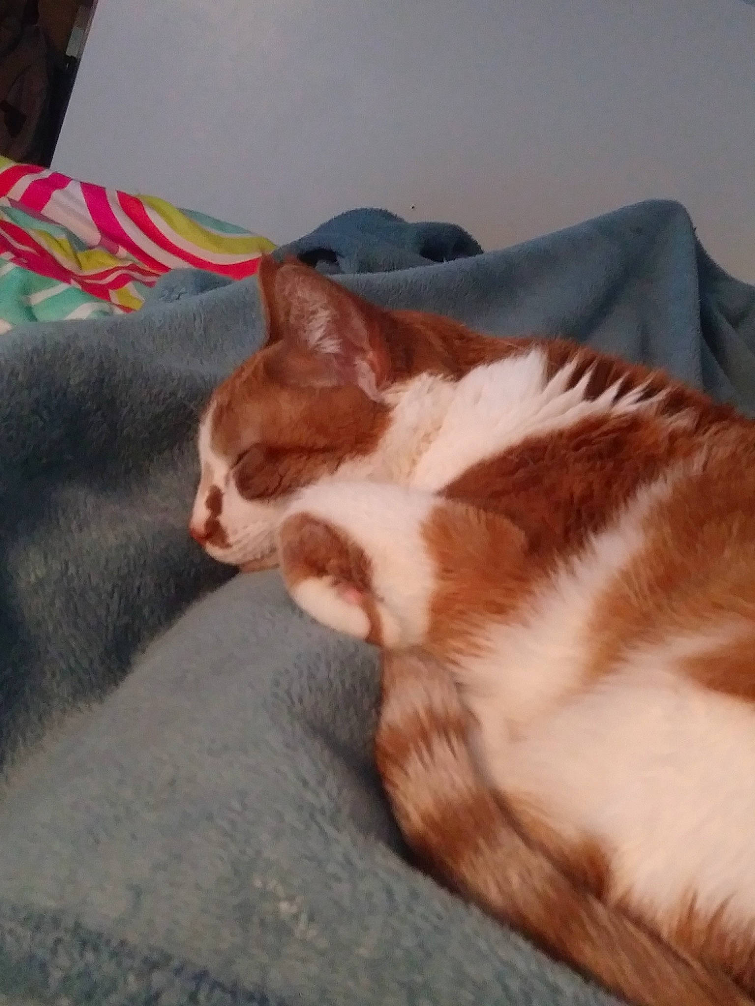 Hermione joined the competition — help win amazing prizes! canidae, carnivore, cat, comfort, companion_dog, dog_breed, domestic_short_haired_cat, fawn, felidae, fur, human_leg, linens, liver, paw, small_to_medium_sized_cats, snout, sporting_group, tail, whiskers, wood