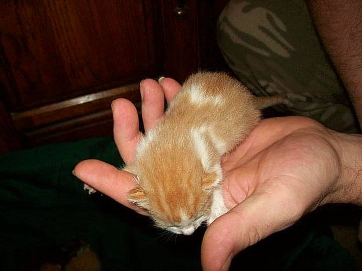 Hermione joined the competition — help win amazing prizes! canidae, carnivore, cat, claw, ear, fawn, felidae, finger, fur, gesture, hardwood, mouse, nail, rodent, small_to_medium_sized_cats, snout, tail, thumb, whiskers, wood