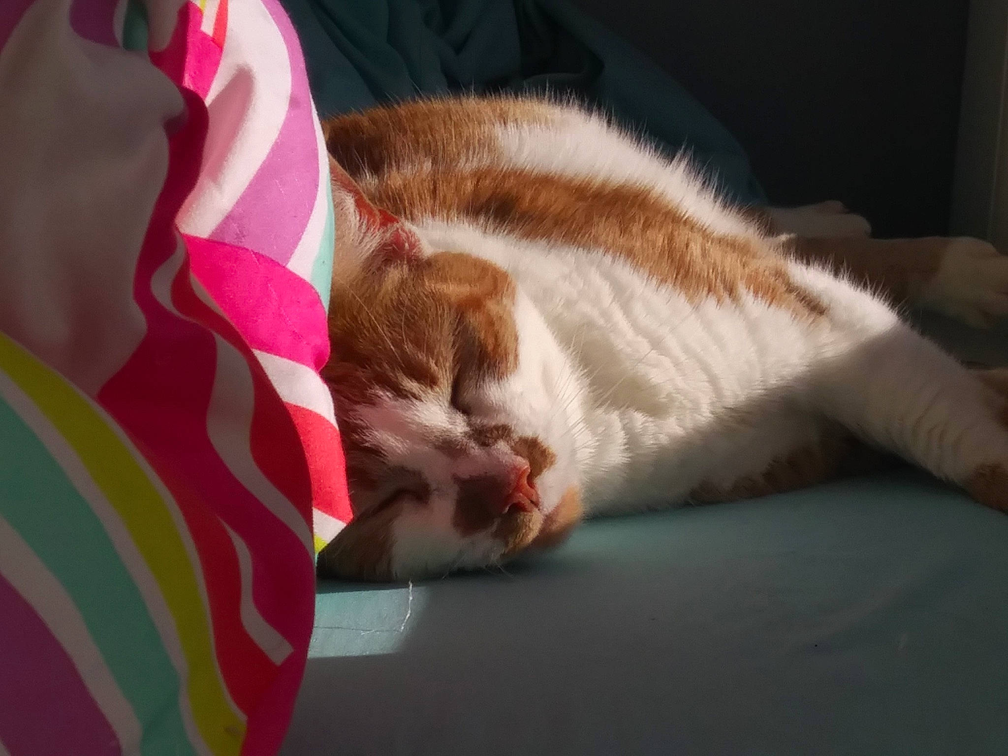 Hermione is registered to the contest to win money with this photo: canidae, carmine, carnivore, cat, claw, comfort, domestic_short_haired_cat, fawn, felidae, fur, human_leg, linens, nap, paw, room, sleep, small_to_medium_sized_cats, snout, tail, whiskers