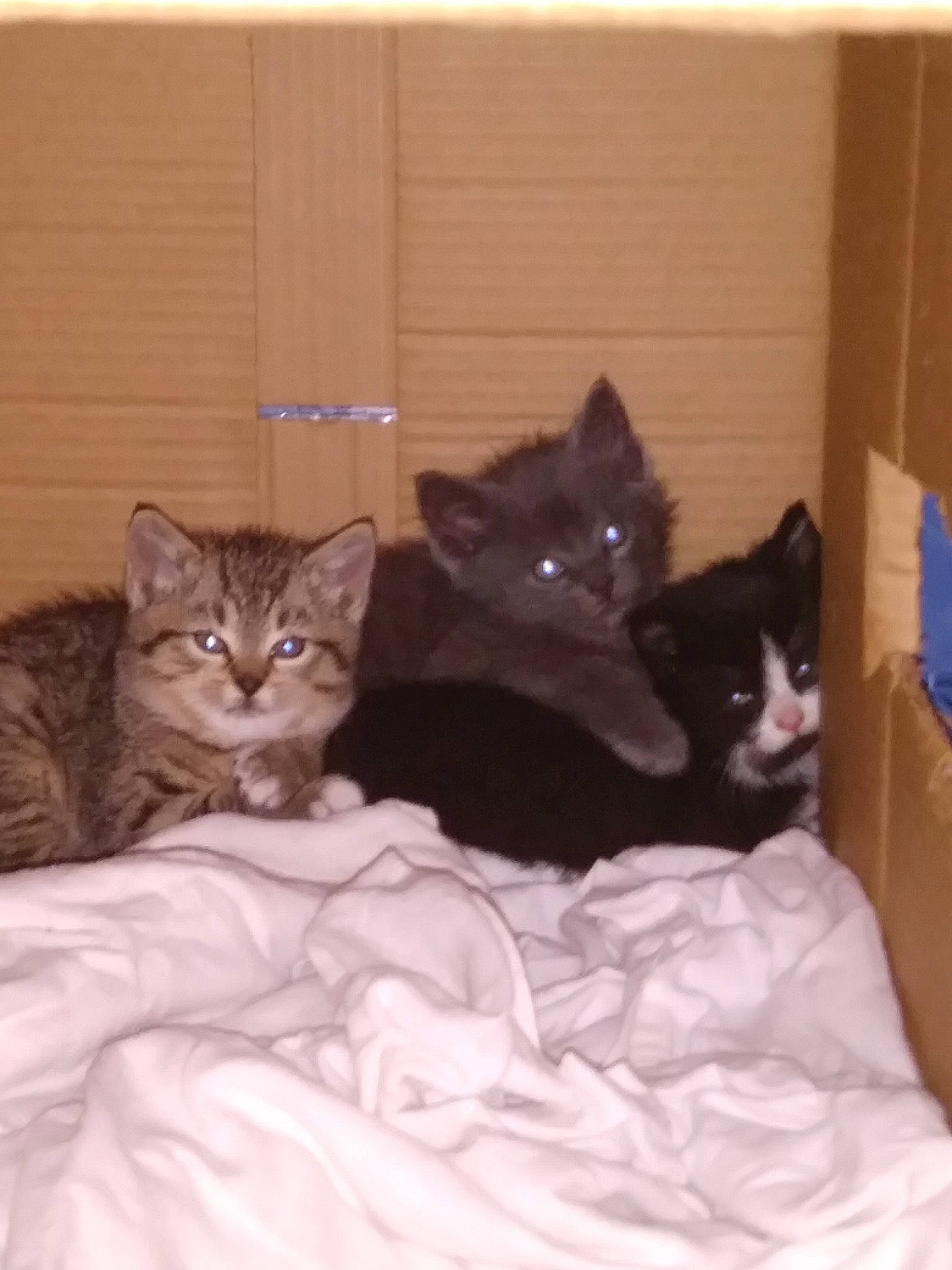 Olive is registered to the contest to win money with this photo: bed, black_cat, box, brown, carnivore, cat, cat_supply, comfort, domestic_short_haired_cat, felidae, flag, fur, grey, hardwood, mammal, room, small_to_medium_sized_cats, tail, whiskers, wood