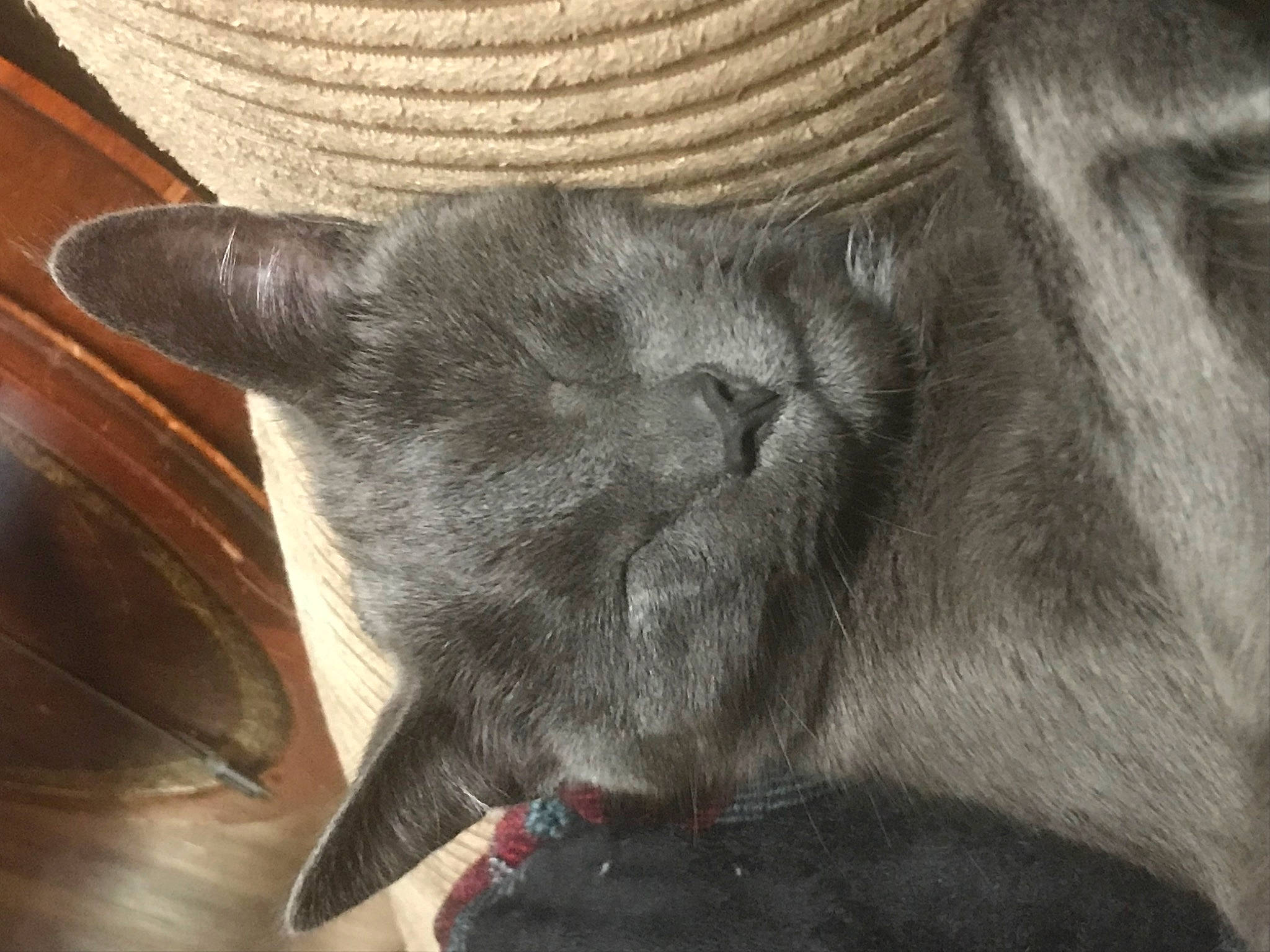 Olive is registered to the contest to win money with this photo: black_cat, carnivore, cat, cat_supply, claw, comfort, domestic_short_haired_cat, ear, felidae, fur, grey, hat, russian_blue, small_to_medium_sized_cats, snout, sun_hat, tail, terrestrial_animal, whiskers, wood