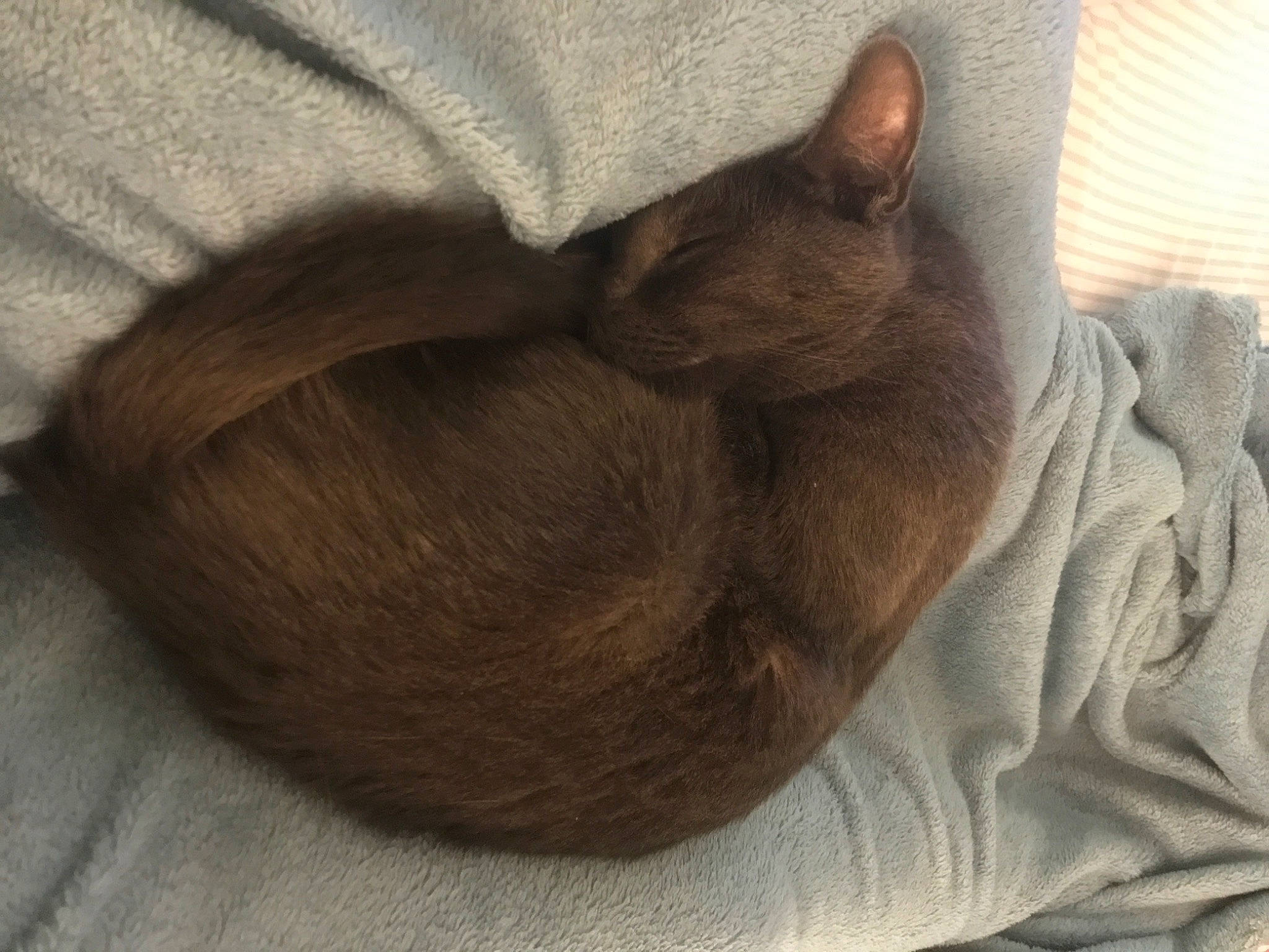 Olive joined the competition — help win amazing prizes! brown, carnivore, cat, cat_bed, cat_supply, comfort, domestic_short_haired_cat, fawn, felidae, fur, grey, linens, liver, nap, sleep, small_to_medium_sized_cats, snout, tail, whiskers, wood